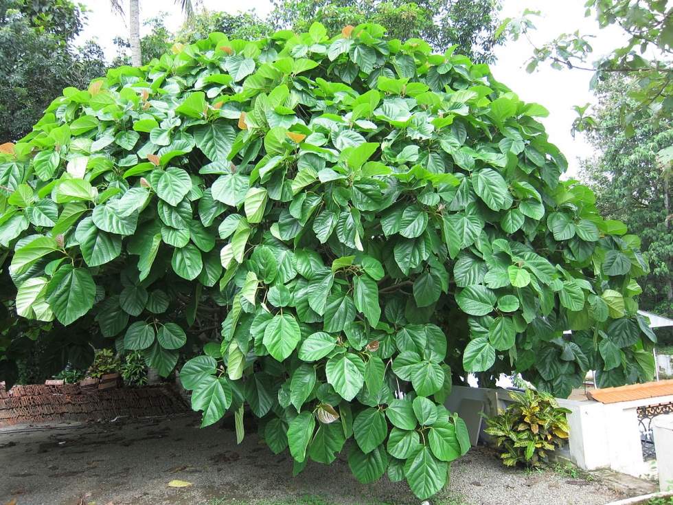 Nguồn gốc bắt nguồn của quả vả